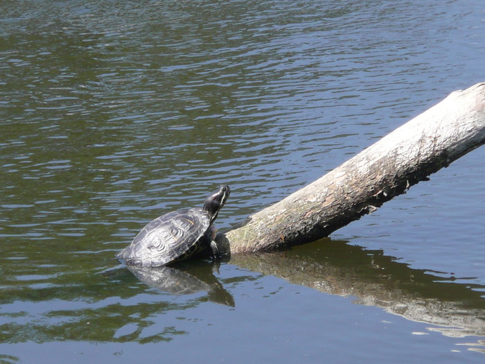 Уличный водоем для водных черепах